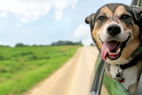 Маск спрогнозировал захват мира валютой Dogecoin и уронил ее курс