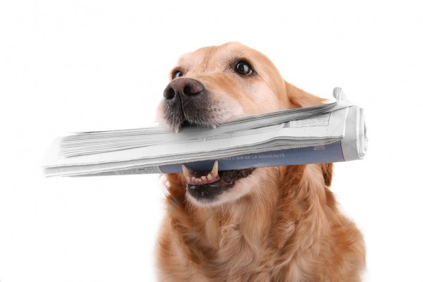 Фомин выделил главную задачу Динамо на весенний отрезок сезона